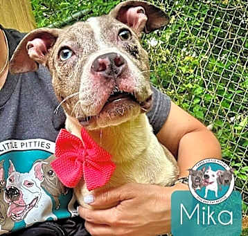 Photo of Mika pittie princess puppy