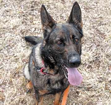 Photo of Timber