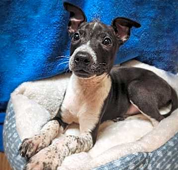 Photo of Loki