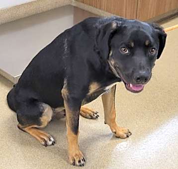 Photo of Boomer
