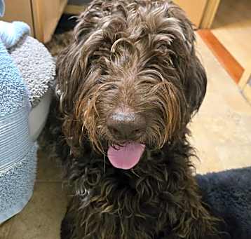 Photo of Remington