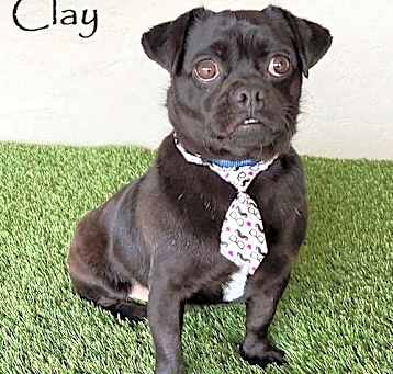 Photo of Clay