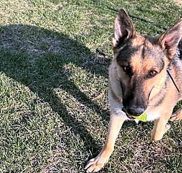 Photo of Maverick