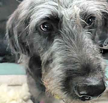 Photo of Penny