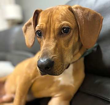 Photo of Scooby