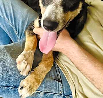 Photo of Sadie