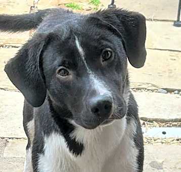 Photo of Bronco