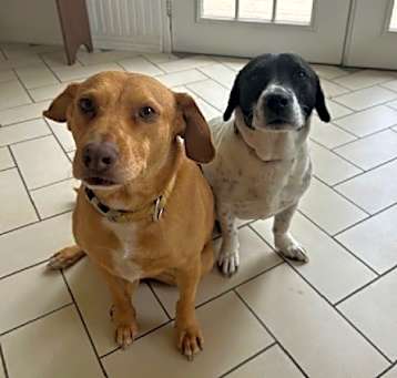Photo of Honeybee & Frankie