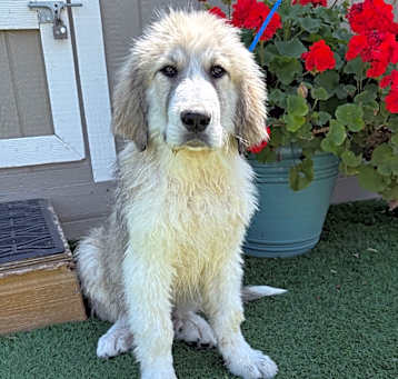 Photo of Indy