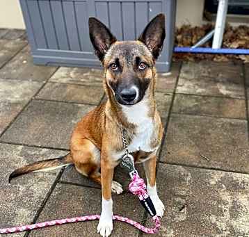 Photo of Nova