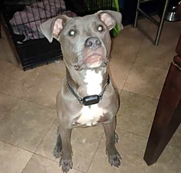Photo of Onyx