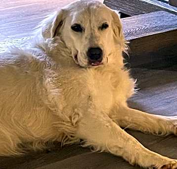 Photo of Kimber