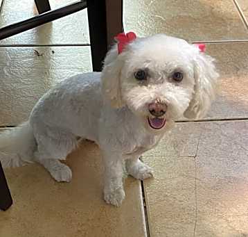 Photo of Skye