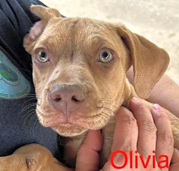 Photo of Olivia 2 Talbot