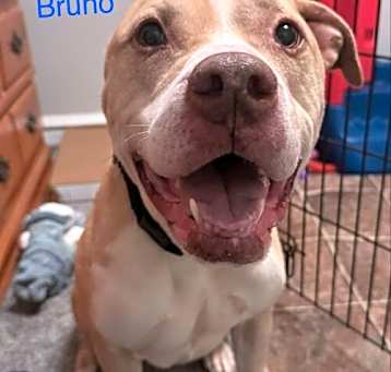 Photo of Bruno Bear Philly