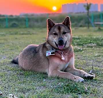 Photo of Peach
