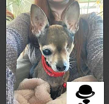Photo of Precious *Vintage Fur Sponsor!