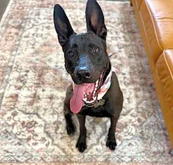 Photo of Sirius Lee Smart Boy Black
