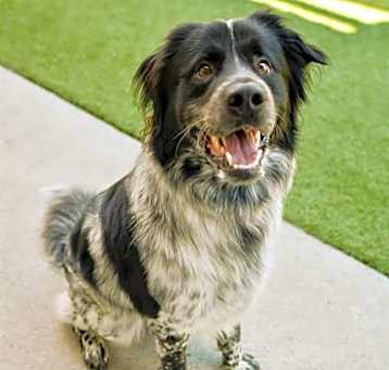 Photo of RANGO