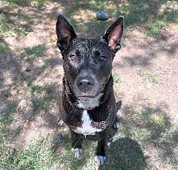 Photo of Iris