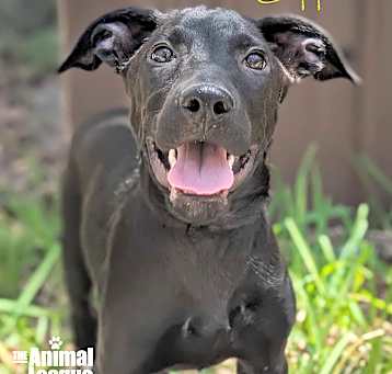 Photo of Chipper