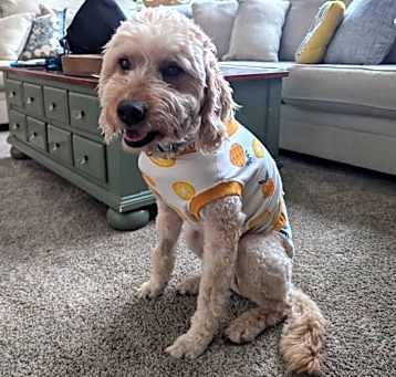 Photo of Honey