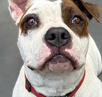 Photo of Shortcake