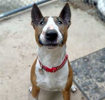 Photo of Chulo