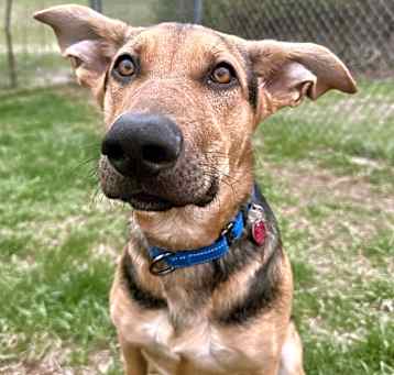 Photo of Harvey