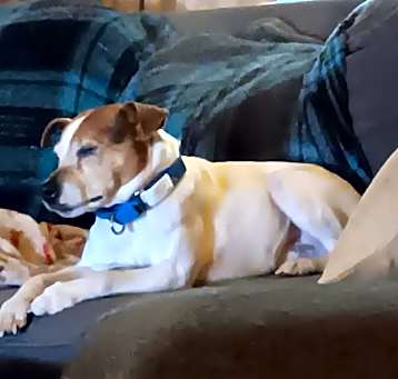 Photo of Jack (In Foster)