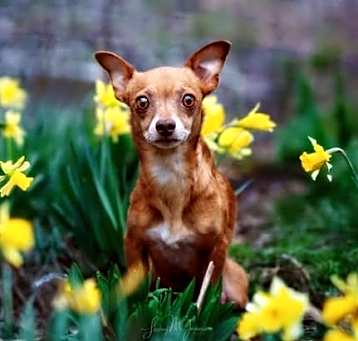 Photo of Peanut