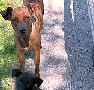 Photo of Reacher
