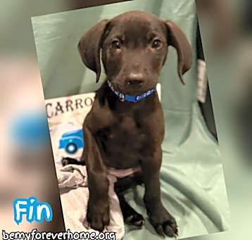 Photo of Fin