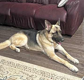 Photo of Bear