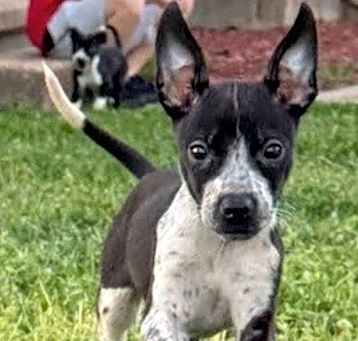 Photo of Prancer