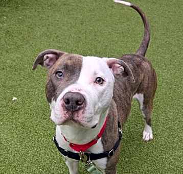 Photo of Deuce