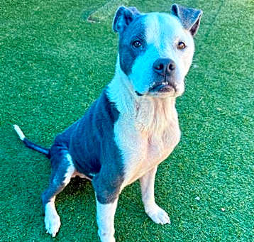 Photo of ACE