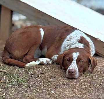 Photo of Scarlett