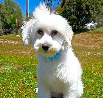 Photo of Piper