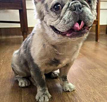 Photo of Baxter