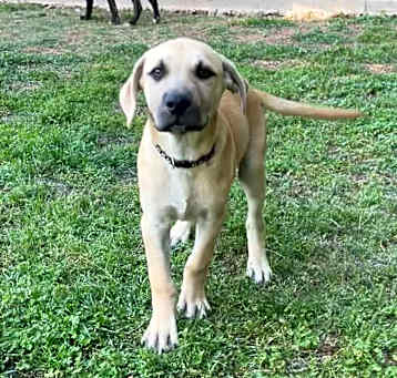 Photo of Cosmo, Maximus, Achilles