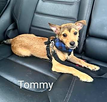 Photo of Tommy