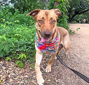 Photo of Canela