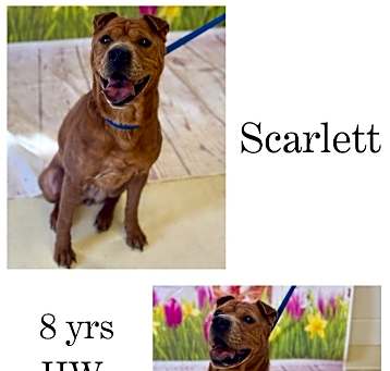 Photo of Scarlett