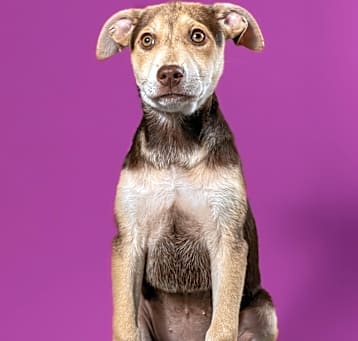 Photo of Pebbles - 25102