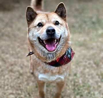 Photo of Jigu