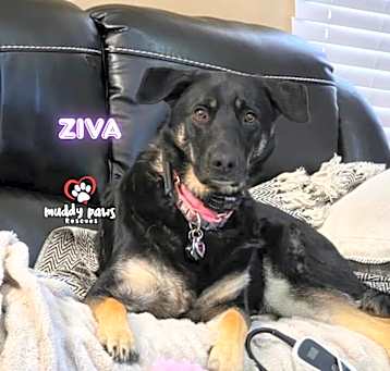 Photo of Ziva