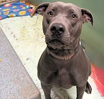 Photo of Bailey