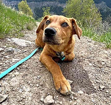 Photo of Peanut Butter