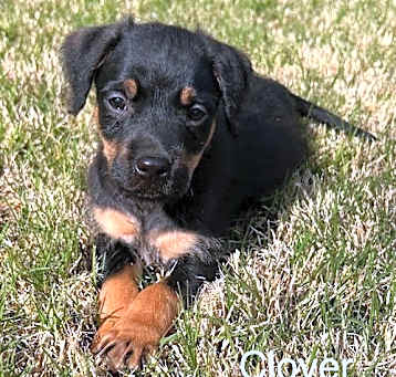 Photo of Clover